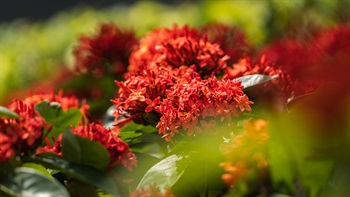 <i>Ixora chinensis</i> (Chinese Ixora)